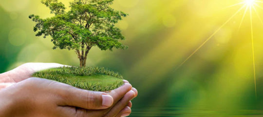 Prendre soin de vos arbres